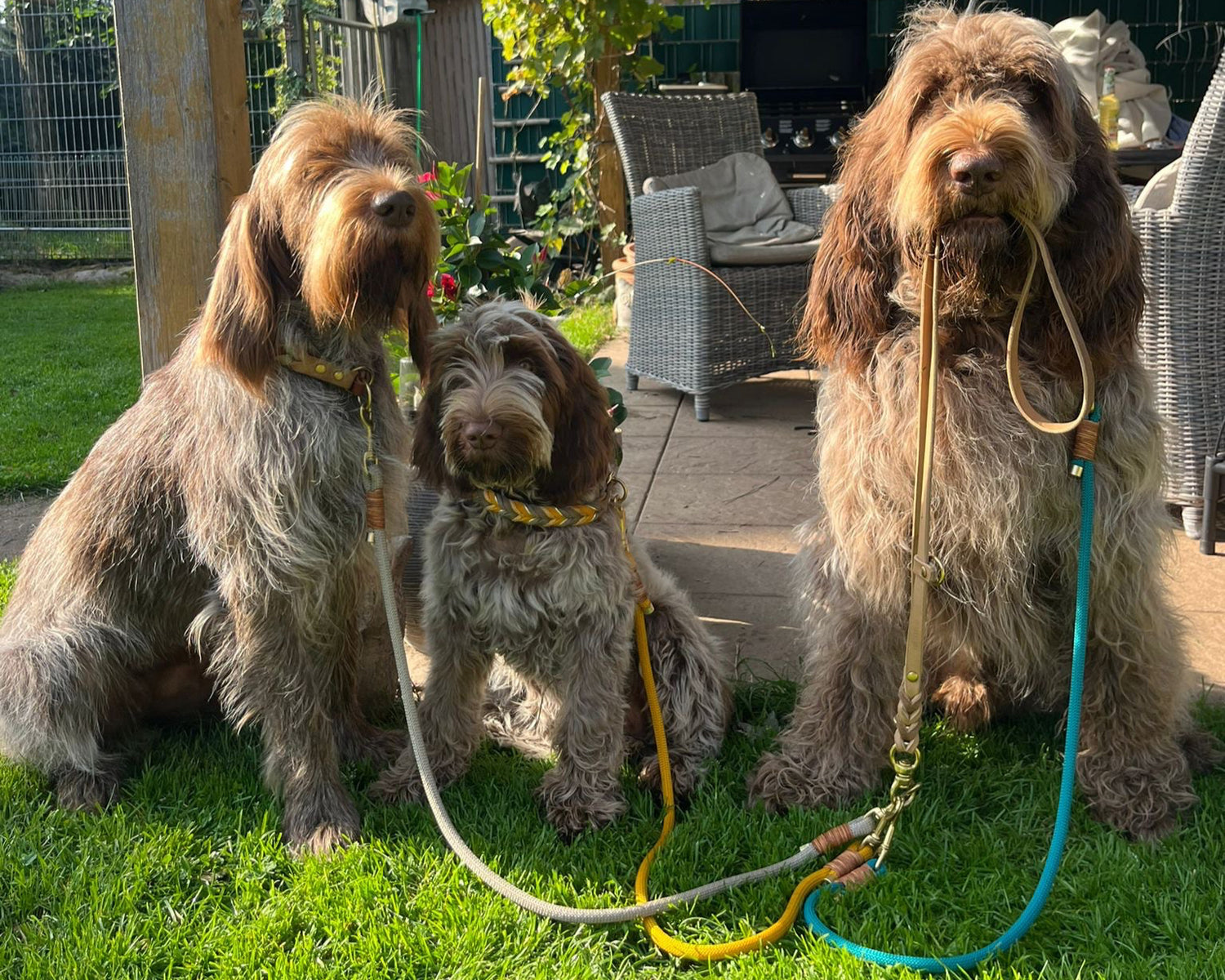 Mehrhundeleine Leder