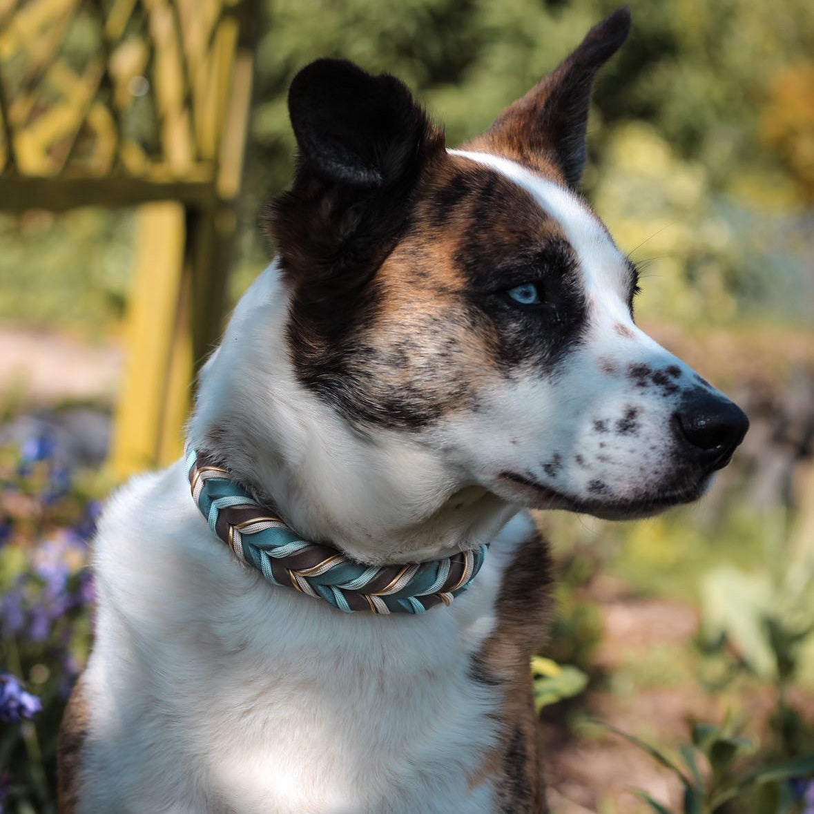 Fettlederhalsband geflochten Taupe & Blau mit Paracord